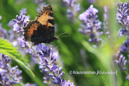 Online Seminar Lavendel Wasenhof